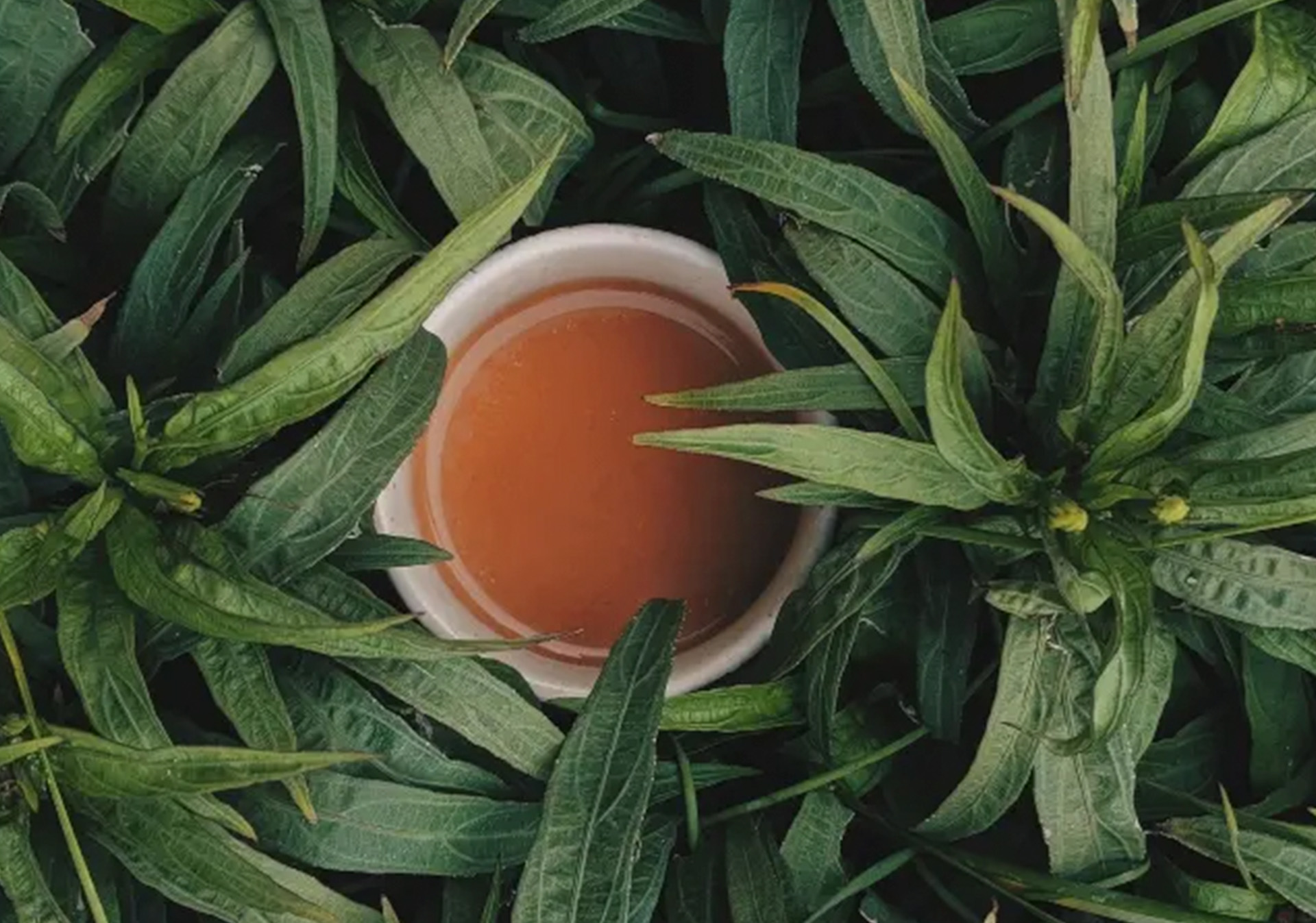 Ayahuasca