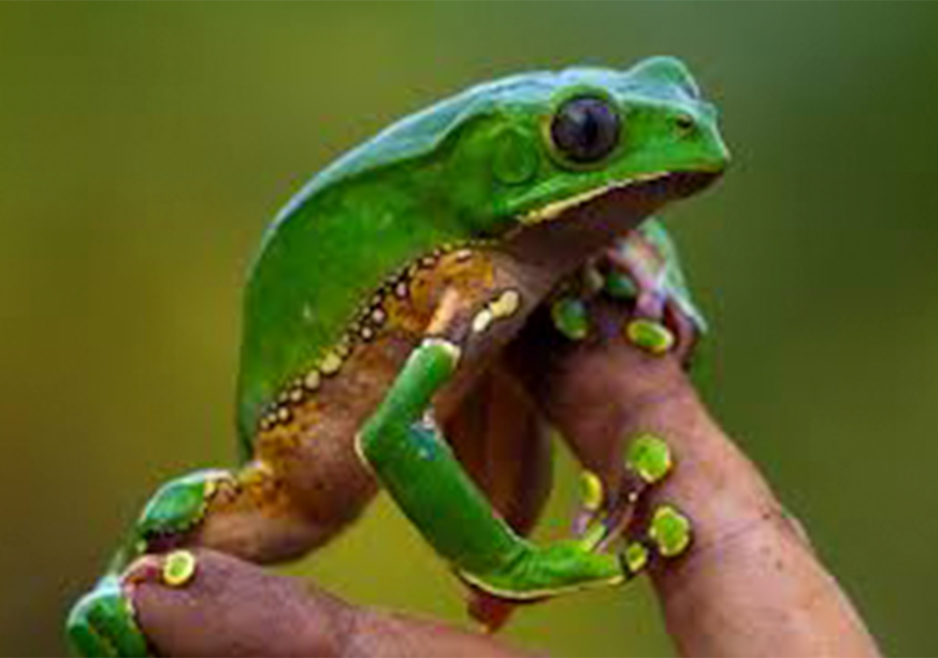 Kambo